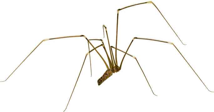 daddy longlegs spider isolated white background, brown thin long legs and small body arachnid in macro close-up view