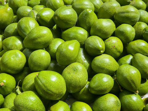 pile of fresh green avocados stacked together, raw organic tropical fruit in close-up view, healthy vegan diet ingredient background in natural light