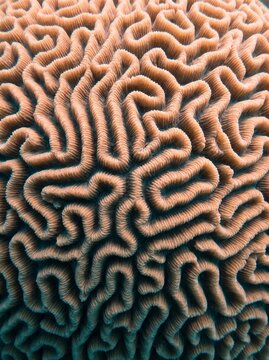 Detailed close up pattern of intricate brain coral texture with organic ridges