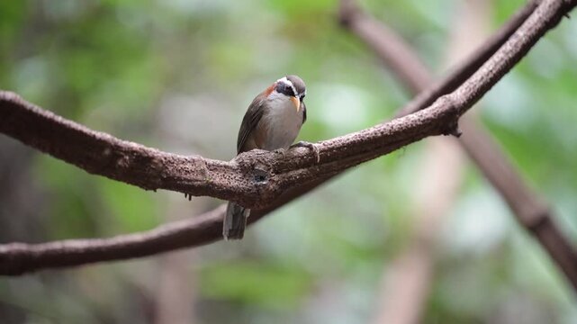 White-browed Scimitar Babbler (Pomatorhinus schisticeps) bird on a branch