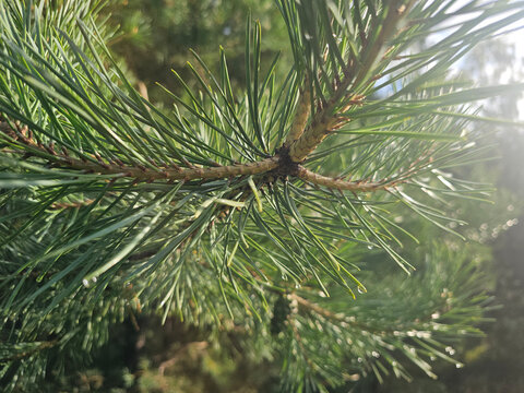 Close view of a pine tree branch with green needles