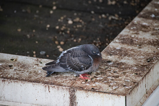 a puffed-up city pigeon (Columbidae) perched on a dirty, soiled surface
