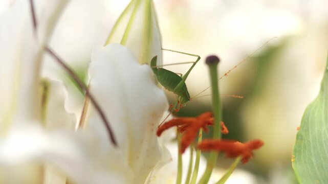 Grasshopper Feeding on Lily Flower Nectar &ndash; Macro Nature Photography
