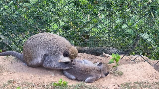 Monkeys interact in a zoo setting during the day with focus on grooming and social behavior