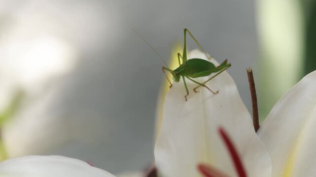 Grasshopper Feeding on Lily Flower Nectar &ndash; Macro Nature Photography