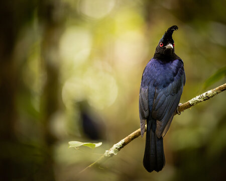 Blue bird with red eye on a branch in a forest dark