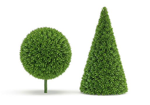 Round and cone shaped green topiary trees for garden design