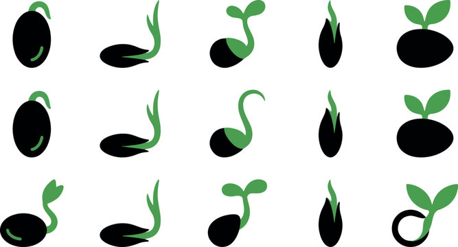 A detailed visual representation of seed germination stages showing the development from dormancy to a young seedling with emerging leaves and roots