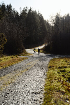A walker and dog follow a sunlit gravel path through woodland and countryside in Beaworthy, UK.