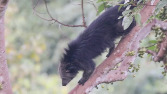 Rare Encounter: Wild Binturong Feasting on Figs in the Forest Canopy