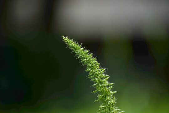 Close-up of a green foxtail grass seed head against a dark background