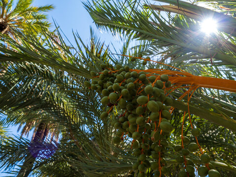 Unripe green dates growing on a date palm tree