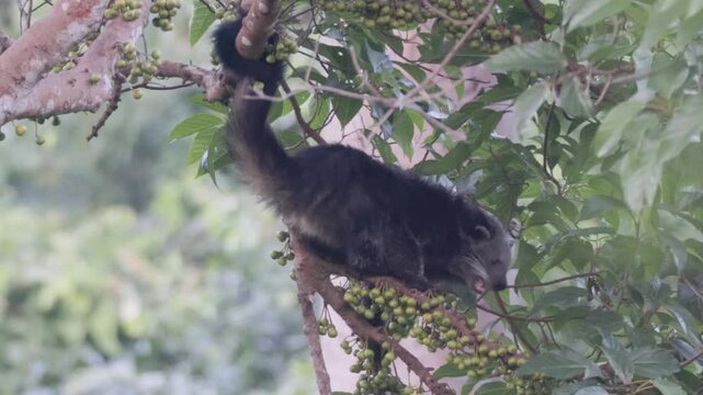 Rare Encounter: Wild Binturong Feasting on Figs in the Forest Canopy