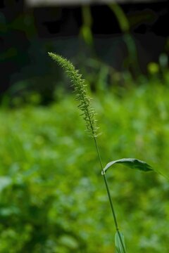 Green foxtail grass seed head with a leaf blade in a garden setting