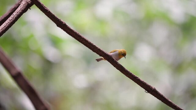 Indian White-eye (osterops palpebrosus ) bird on a branch