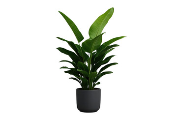 Fototapeta premium Tall tropical broadleaf houseplant growing in a black pot