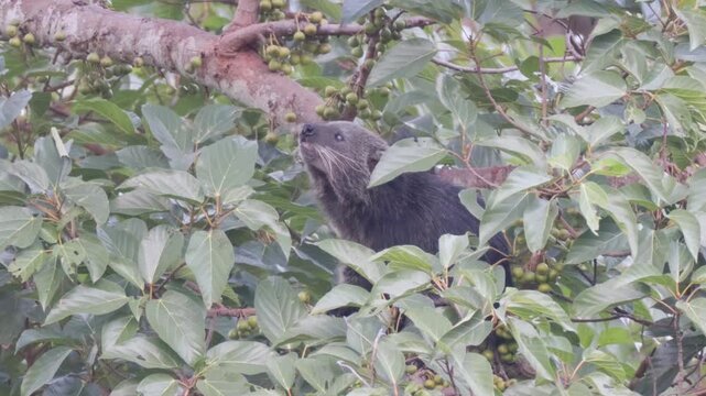 Rare Encounter: Wild Binturong Feasting on Figs in the Forest Canopy