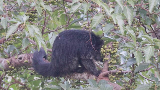 Rare Encounter: Wild Binturong Feasting on Figs in the Forest Canopy