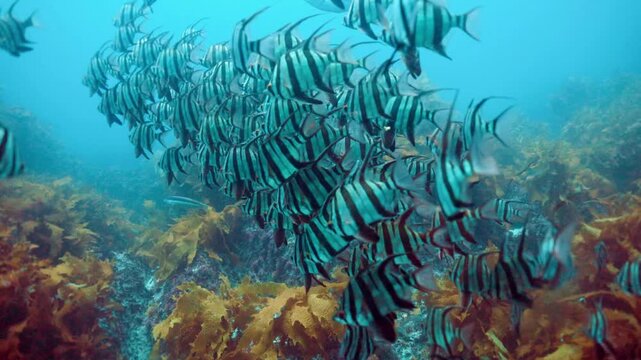 Large school of striped boarfish swimming gracefully over a colorful kelp forest on a temperate rocky reef.