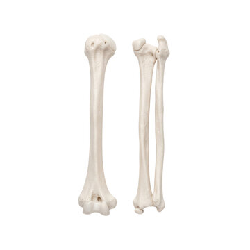 Anatomical human arm bones humerus radius and ulna isolated