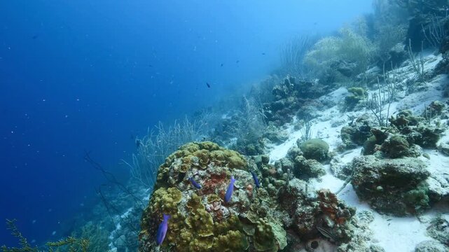 Vibrant coral reef wall in the deep blue Caribbean sea with tropical fish swimming among sea fans and brain corals.