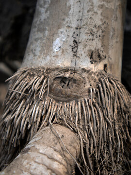 details and texture of old bamboo tree roots