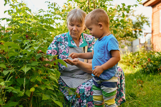 An elderly woman shows a young boy how to pick berries in a garden. They are surrounded by plants and trees under the sun in the afternoon
