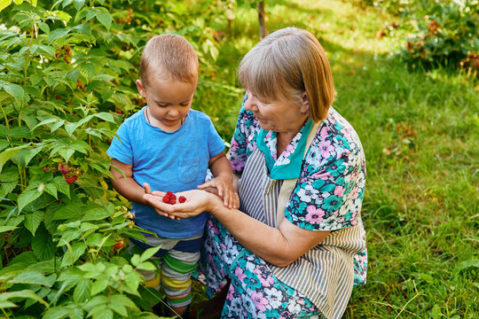 A grandmother and her grandson are in a garden picking raspberries. The boy holds red raspberries in his hand as they both smile together in the sunlight