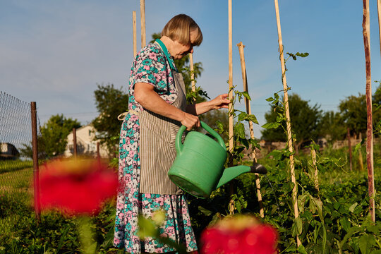 A person tends to plants in a backyard garden on a sunny afternoon. The gardener uses a green watering can and focuses on the growing vegetables