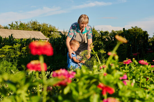 A gardener helps a young child in a flower garden. They are surrounded by colorful blooms with clear blue skies above. It is a sunny afternoon in summer