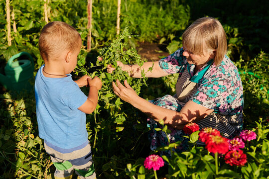 A woman and a boy are tending to plants in a backyard garden. They are working together, focusing on the green vines and surrounding flowers while enjoying the sunny day