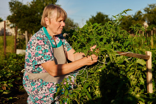 A senior woman is working in her garden during the late afternoon. She is tying up tomato plants to support them. The sun is shining above as she focuses on her task
