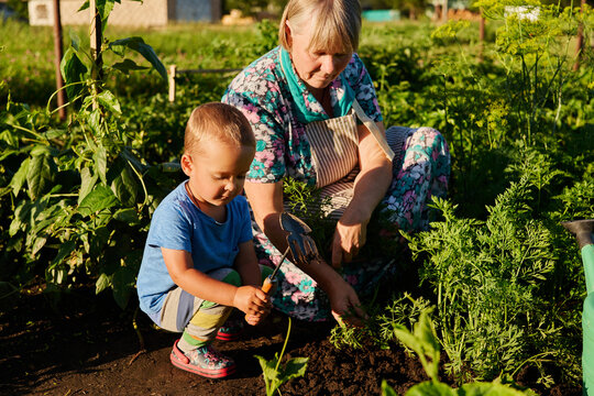An adult and a child are working together in a garden during evening light. They are planting carrots and enjoying the activity
