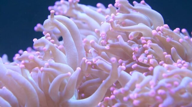 Close-up shot of soft hammer coral polyps with pink tips swaying gently in a blue saltwater aquarium current.