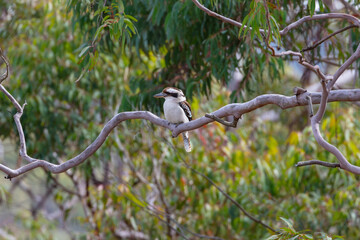 Naklejka premium Photograph of an Australian Kookaburra sitting in a Gum Tree while relaxing on a sunny day in bushland in the Blue Mountains in New South Wales, Australia