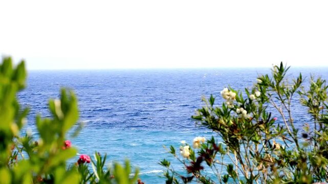 Vibrant blue sea water ripples under a clear bright sky, framed by blooming oleander flowers and green foliage in the foreground.