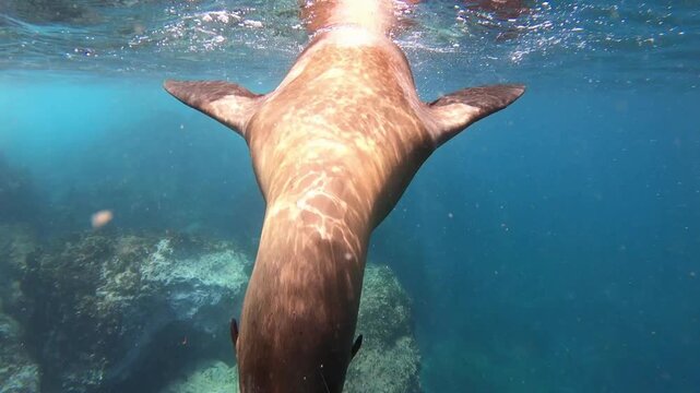 Graceful sea lion swimming and playing underwater in the bright blue ocean near rocky reefs, releasing bubbles while diving.