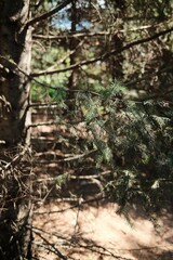 Quiet coniferous woodland with sunlit tree trunks, dry forest floor and dense evergreen branches, creating a natural peaceful atmosphere for outdoor, environmental and travel concepts. © Aida