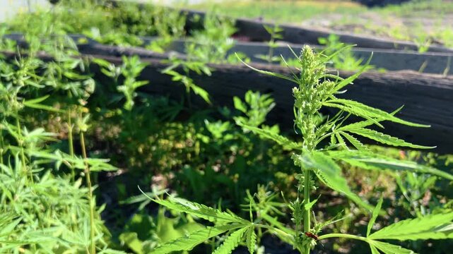 Wild hemp plant growing outdoors near wooden structure with green palmate leaves in close-up view