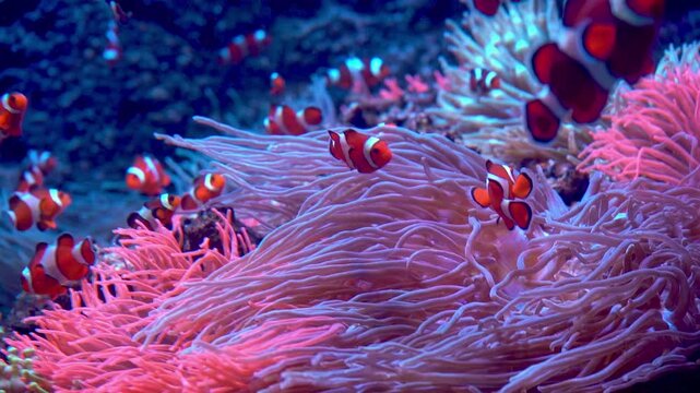 Vibrant clownfish swim among the stinging tentacles of a pink sea anemone in a healthy tropical coral reef ecosystem.