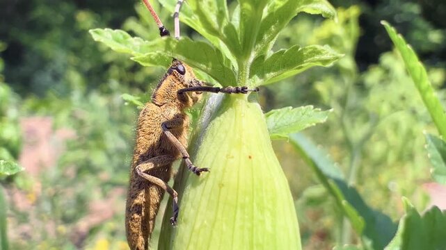 Longhorn beetle perched on green plant bud in close-up macro view in summer meadow