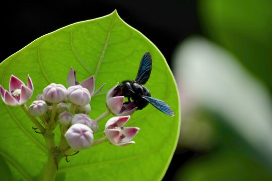 Black carpenter bee with raised wings resting on purple crown flowers