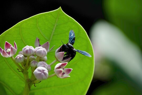 Close-up of a black carpenter bee on purple crown flowers