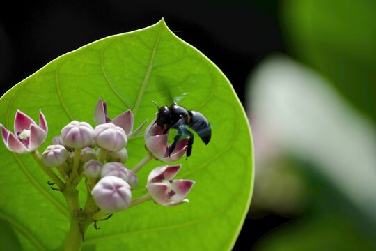 A carpenter bee perched on crown flower buds beneath a green leaf