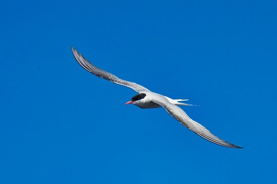 The Arctic tern (Sterna paradisaea) is a tern in the family Laridae. 