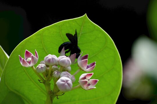 A carpenter bee sheltering behind crown flower buds under a leaf