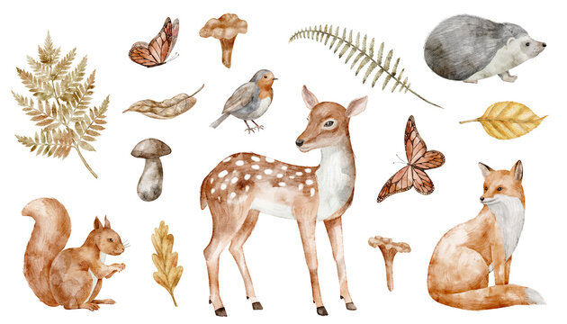 Autumn forest watercolor illustration set with woodland animals, mushrooms, leaves isolated on background. Fall clipart for baby with deer, fox, squirrel and rabbit. Hedgehog and butterfly for kids.