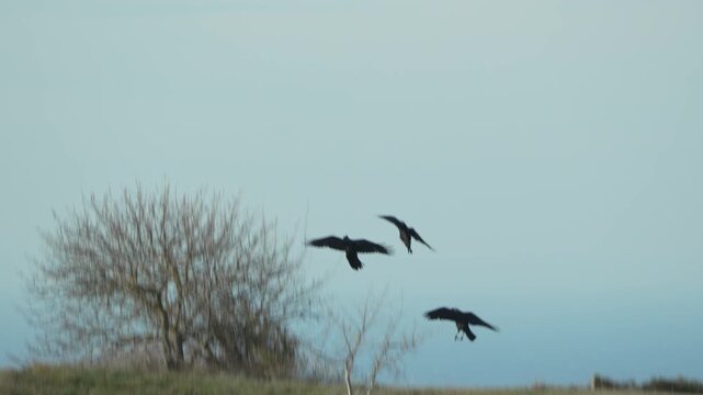 Ravens crows flying, three large black birds engaging in an acrobatic aerial dogfight against a bright blue sky.