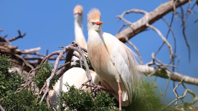 cattle egret or buff-backed heron, Bubulcus ibis, nesting in tree  186
