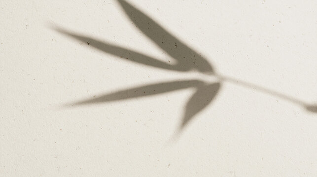 Bamboo Leaf Shadow on Minimalist Beige Wall Background